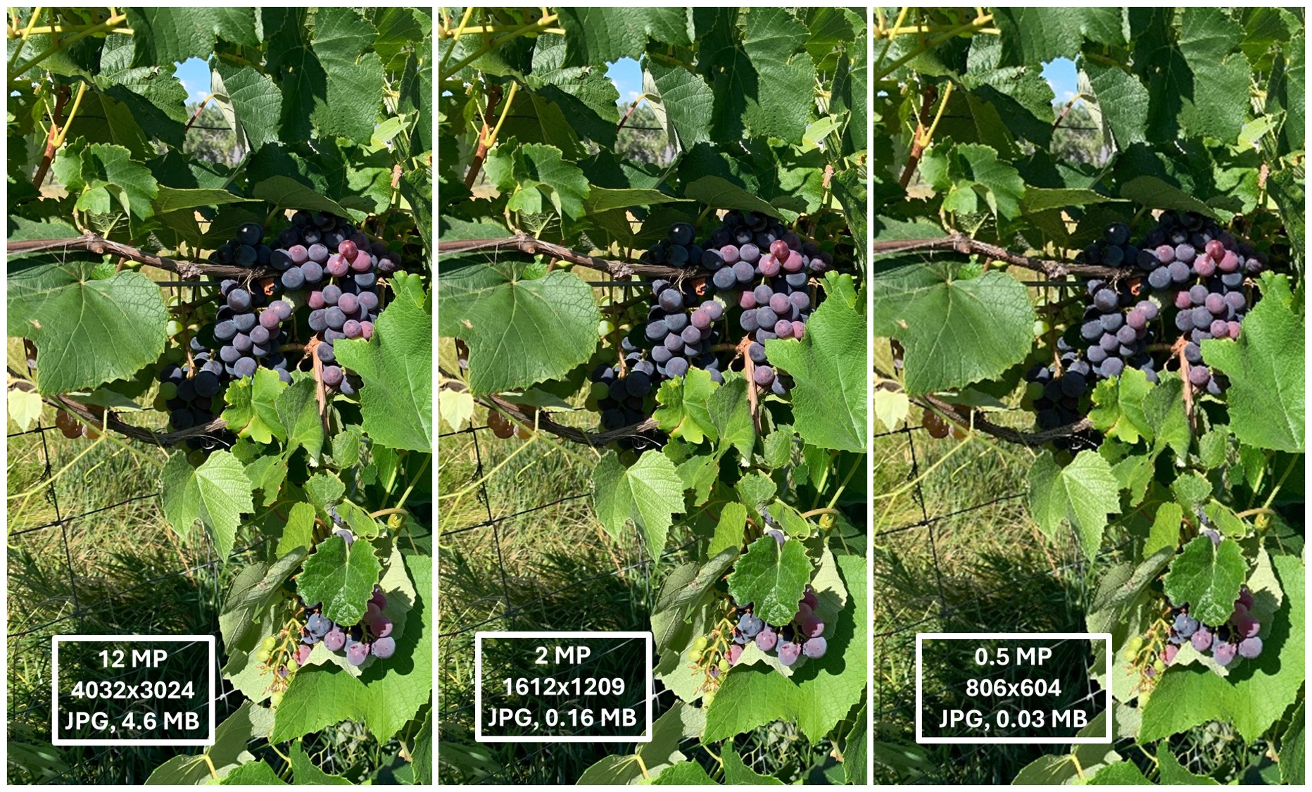 A composite image of grapes shown at 12MP, 2MP and 0.5MP file sizes.